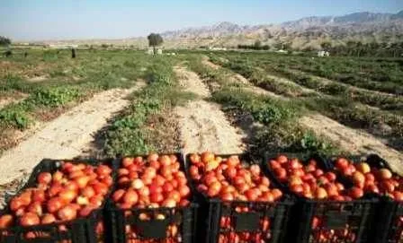 گوجه فرنگی بوشهر از سکه افتاد