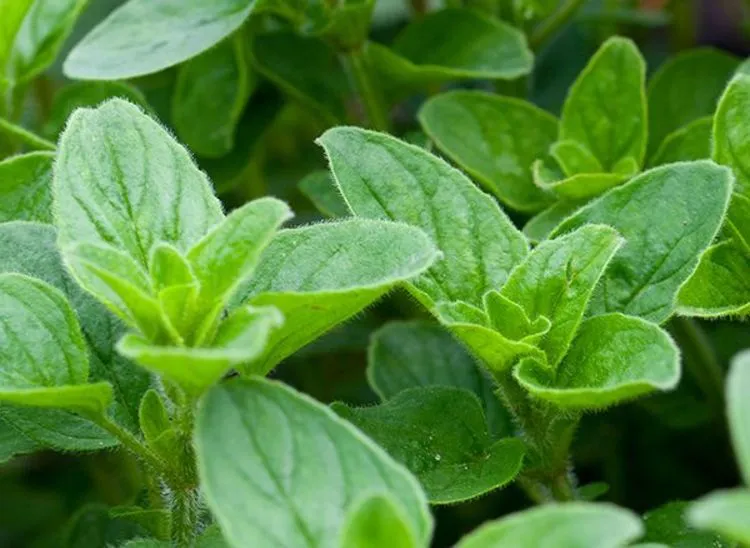 خواص گیاه دارویی پونه + عکس