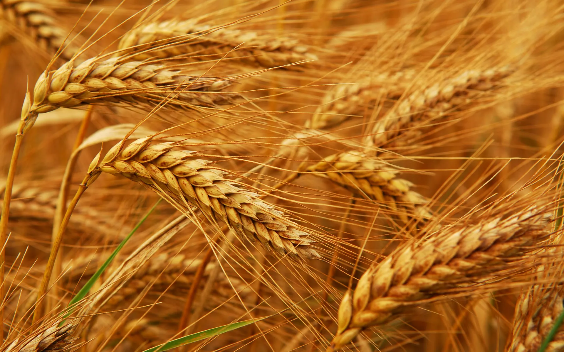 Iran’s 1st Wheat Export