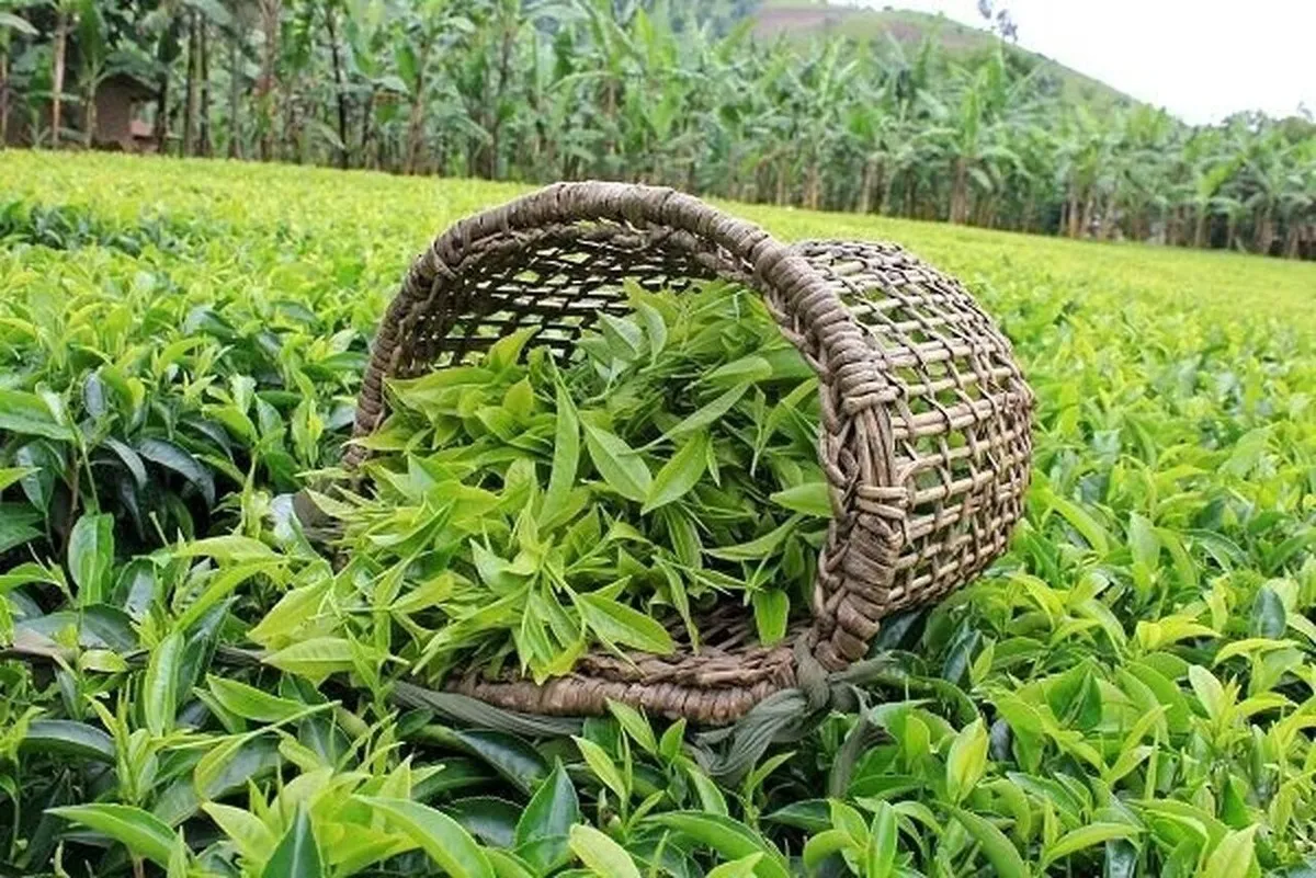 چای خارجی ترخیص شد / قیمت چای ارزان می‌شود؟