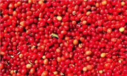 واردات زغال‌اخته ۱۸ هزار تومانی از ارمنستان