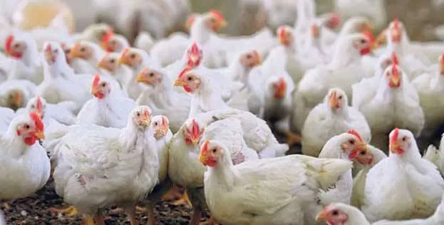 سن کشتار گله مرغ مادر به ۶۴هفته کاهش یافت