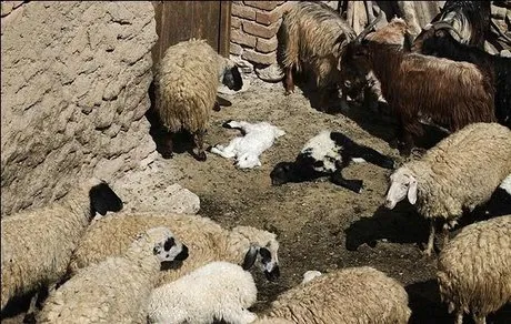 بیماری تب برفکی به طور کامل مهار شده است