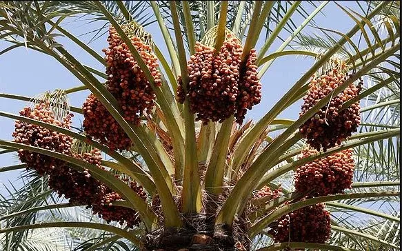 ادامه خرید تضمینی خرمای استعمران با استقبال نخلداران خوزستانی