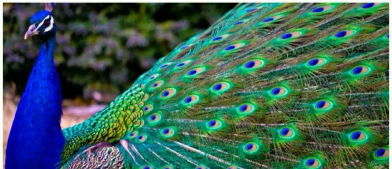 دزدی عجیب طاووس شکمو از ظرف غذای یک زن + فیلم