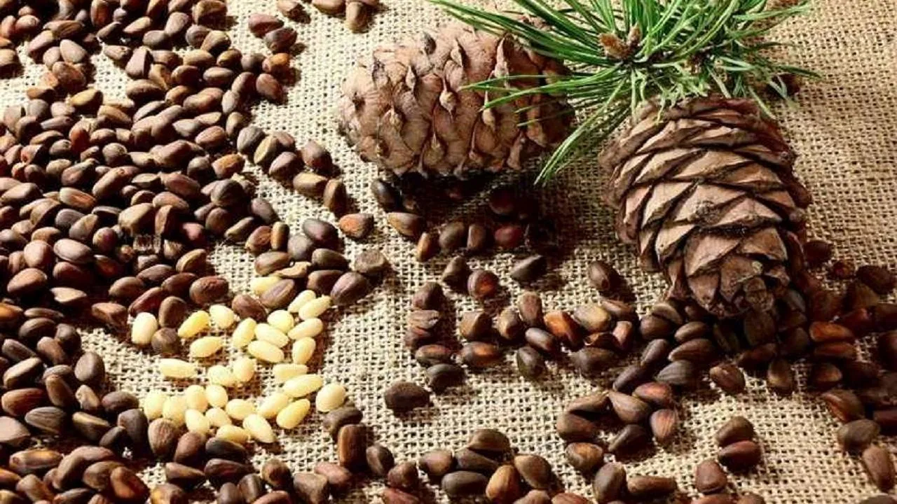 معجزه مغز کاج‌ در زیبایی پوست
