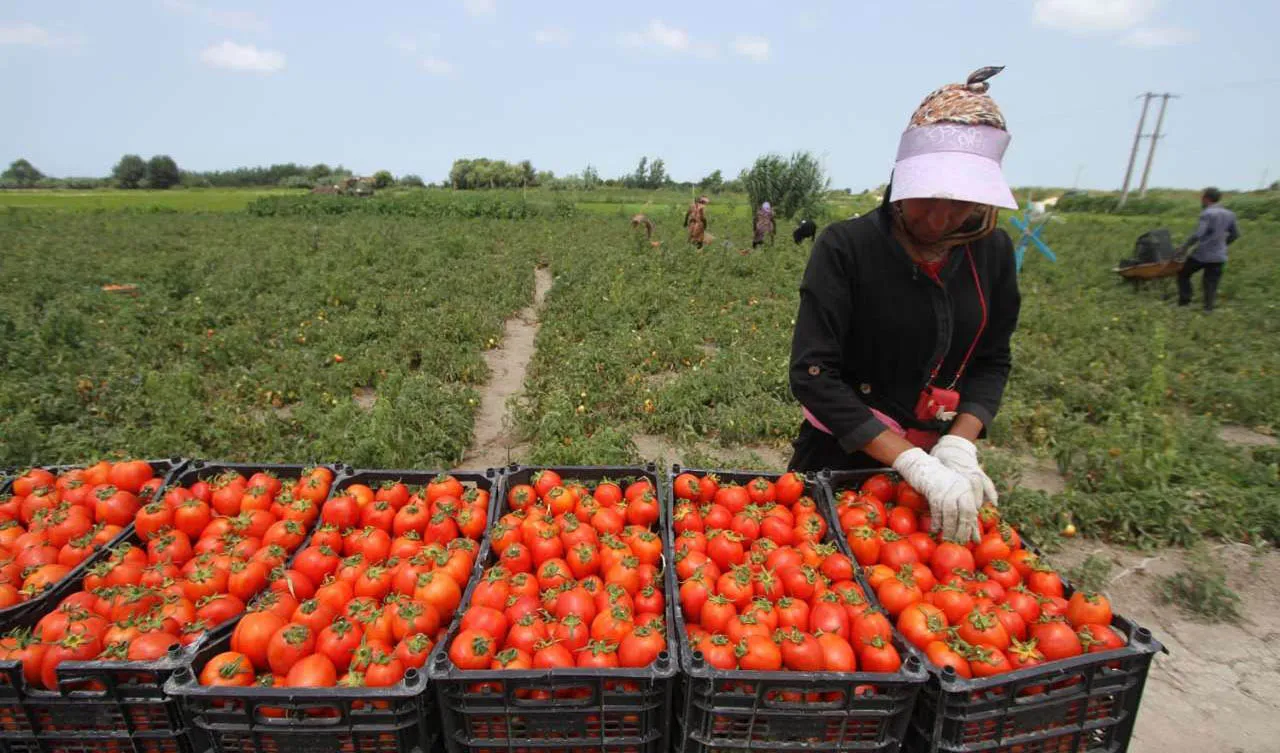 6.2m Tons of Agrifood Worth $4b Exported in 10 Months