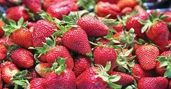 تولید توت‌ فرنگی؛ کسب‌وکاری سودآور