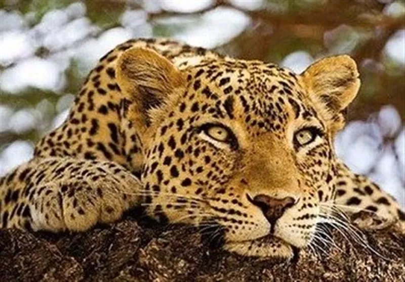 صحنه دیدنی پلنگ مادر به همراه توله هایش + فیلم