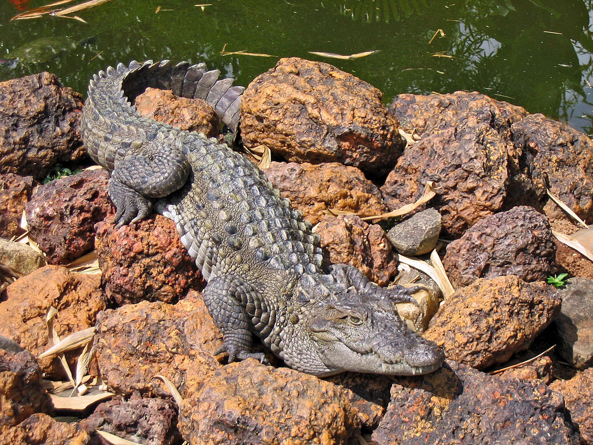 «گاندو» دست دختر کوچولو را بلعید