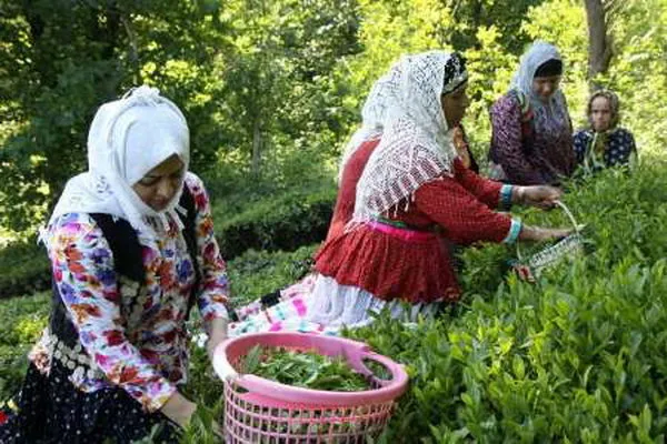 حمایت نیم‌بند از تولید چای