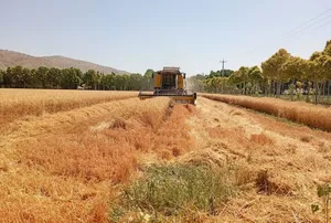 خبر خوش به گندمکاران/ مطالبات چه زمانی پرداخت می‌شود؟