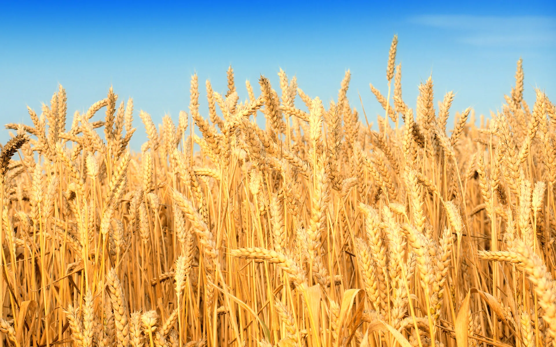 Rouhani Turns Iran Into Wheat Exporter