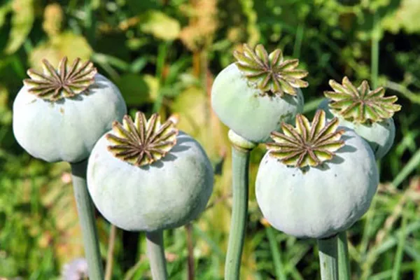 کشت ممنوعه زیر پای زاگرس