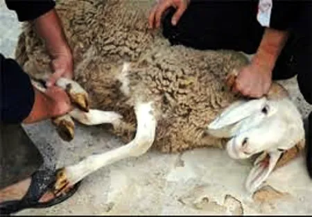 دام‌زنده را از مراکزبهداشتی خریداری‌کنید