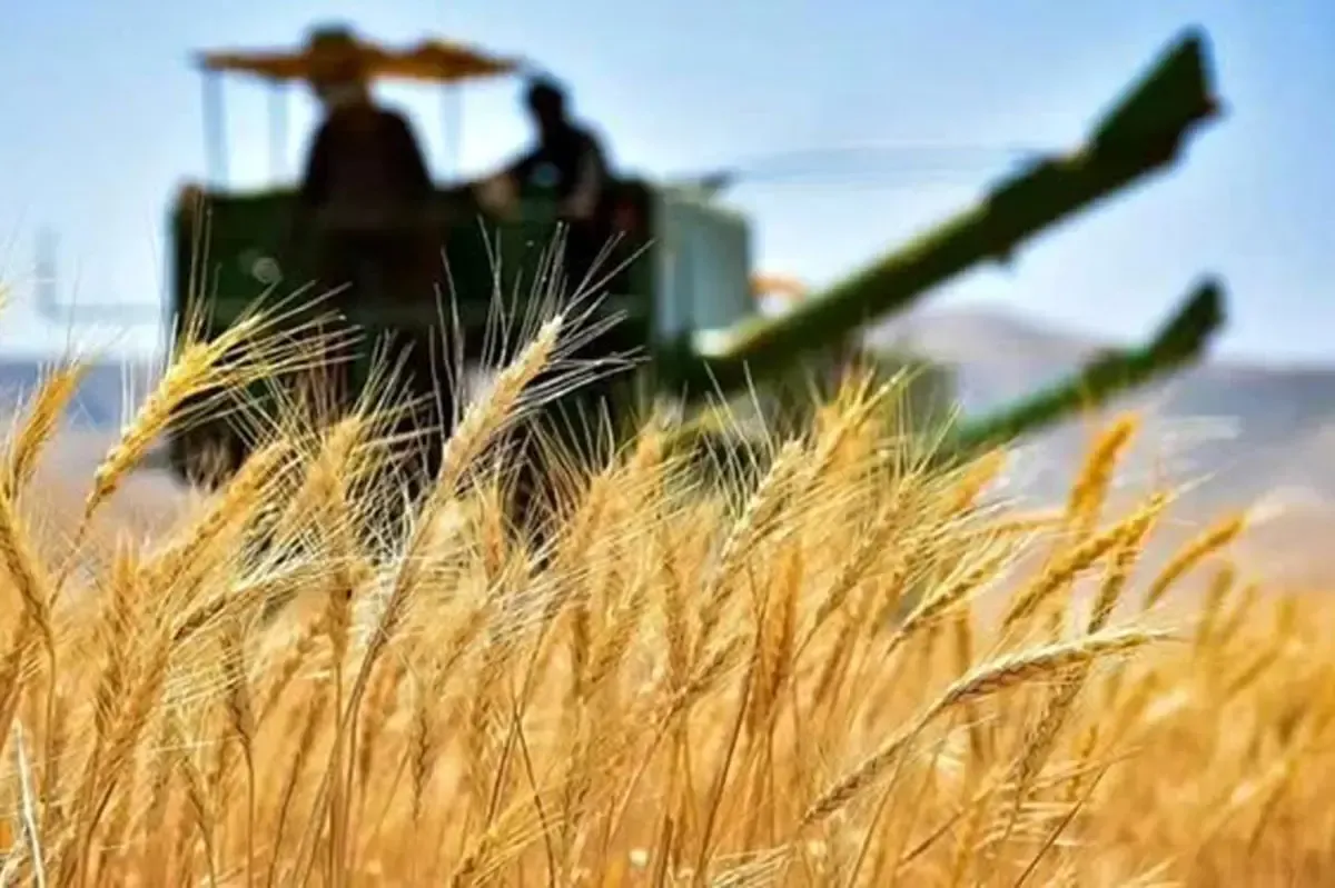 تغییر قیمت گندم در راه است/ گندمکاران منتظر تغییرات جدید باشند