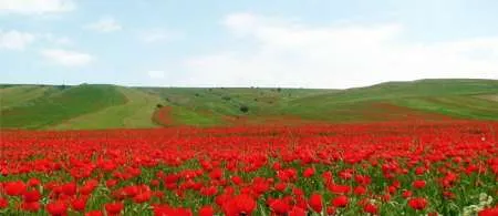 افزایش 10میلیون تنی محصولات کشاورزی با احیای دشت های خوزستان و ایلام