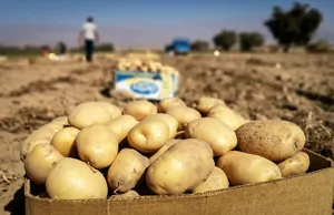 صادرات سیب‌زمینی ممنوع شد