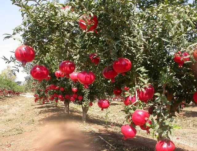 تولید نانو آفت‌کش‌های زیست‌سازگار