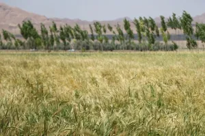خبر خوش برای گندم‌کاران / پرداخت‌ها وارد فاز جدید شد
