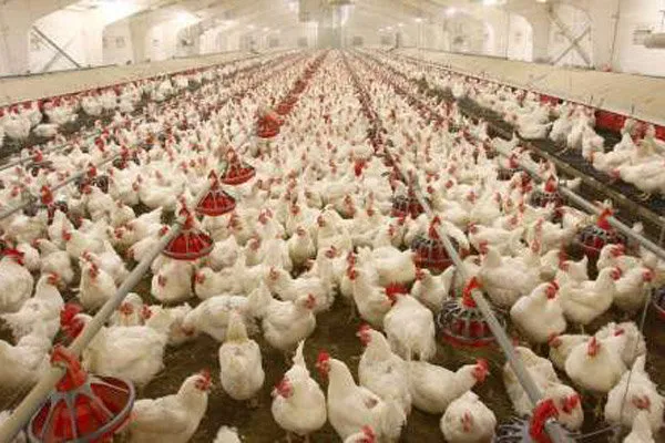 قیمت مرغ به ۷۳۰۰ تومان رسید
