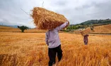 آغاز واریز ۵۵ همت برای گندم‌کاران / ۹۵ درصد مطالبات پرداخت می‌شود