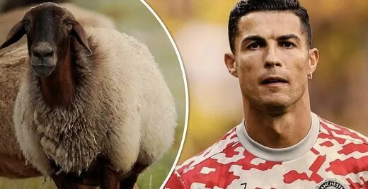 ۲۰ گوسفند در ازای کریس رونالدو
