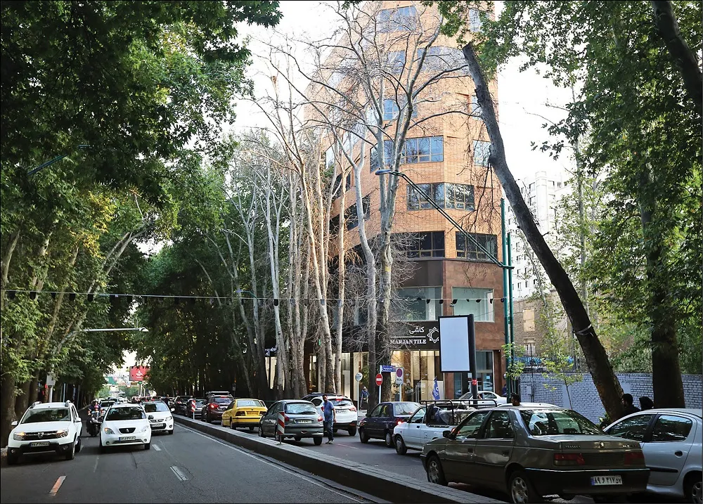 شهرداری تهران: قاتلان درختان شهر مجازات می شوند