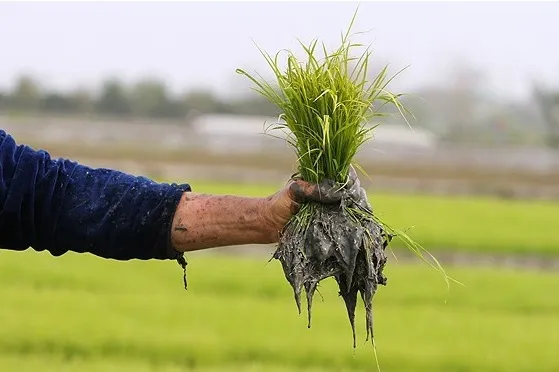 انجام اولین نشای سنتی برنج