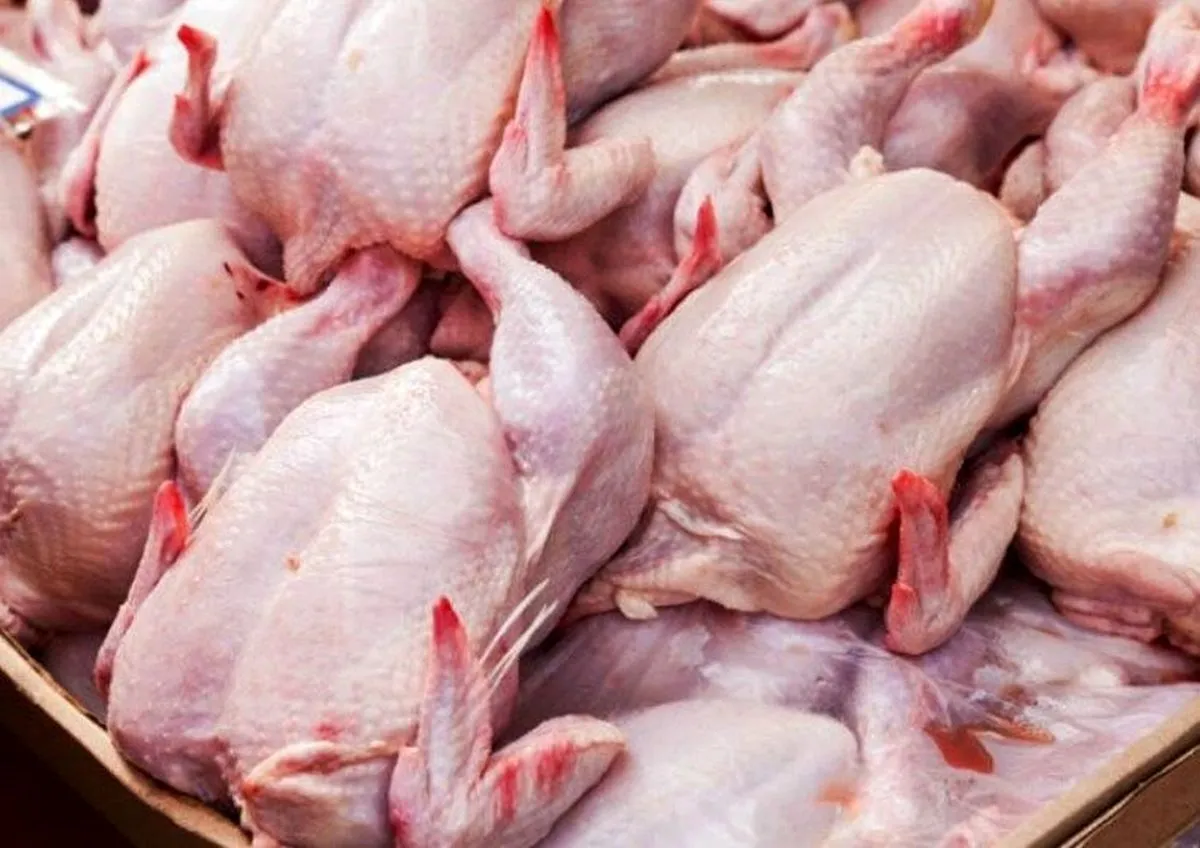 نتیجه معکوس قیمت‌گذاری دستوری/ افزایش قیمت‌ مرغ ادامه دارد