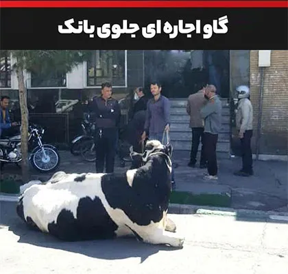 توضیح بانک ملی ایران درباره تقاضای تسویه بدهی با گاو