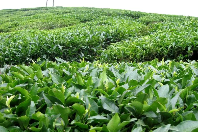 قیمت چای افزایش می‌یابد؟