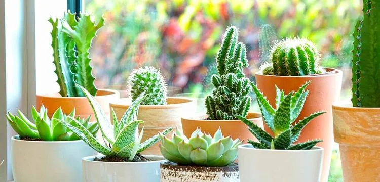 علت خراب شدن کاکتوس های آپارتمانی
