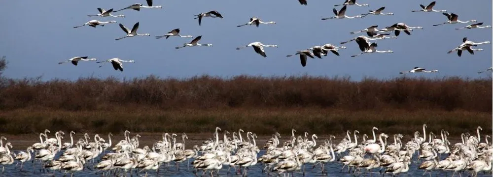 Ecotourism Can Help Conserve Ashouradeh