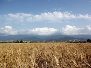 صندوق بیمه کشاورزی، بیماری مختص محصولات را پوشش نمی‌دهد