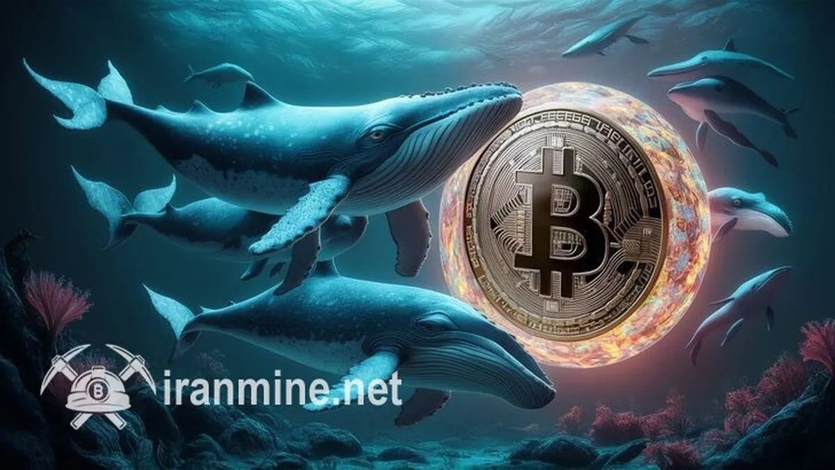 نهنگ‌های بیت کوین مشغول انباشت شدند/جهش قیمت بیت‌کوین در راه است؟