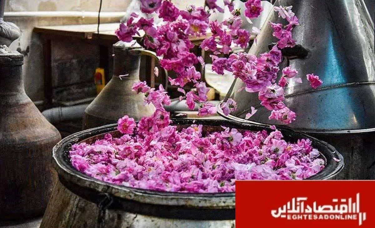 برگزاری جشنواره گلاب‌گیری در کرج/برپایی ۴۰ غرفه در سیاه چادر کرمانشاه