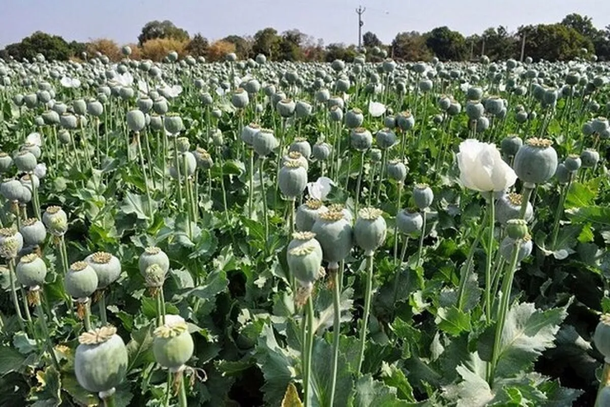 ۷۲ هزار میلیارد تومان تریاک وارداتی کجا مصرف می‌شود؟/ جزئیات ماجرای کشت تریاک