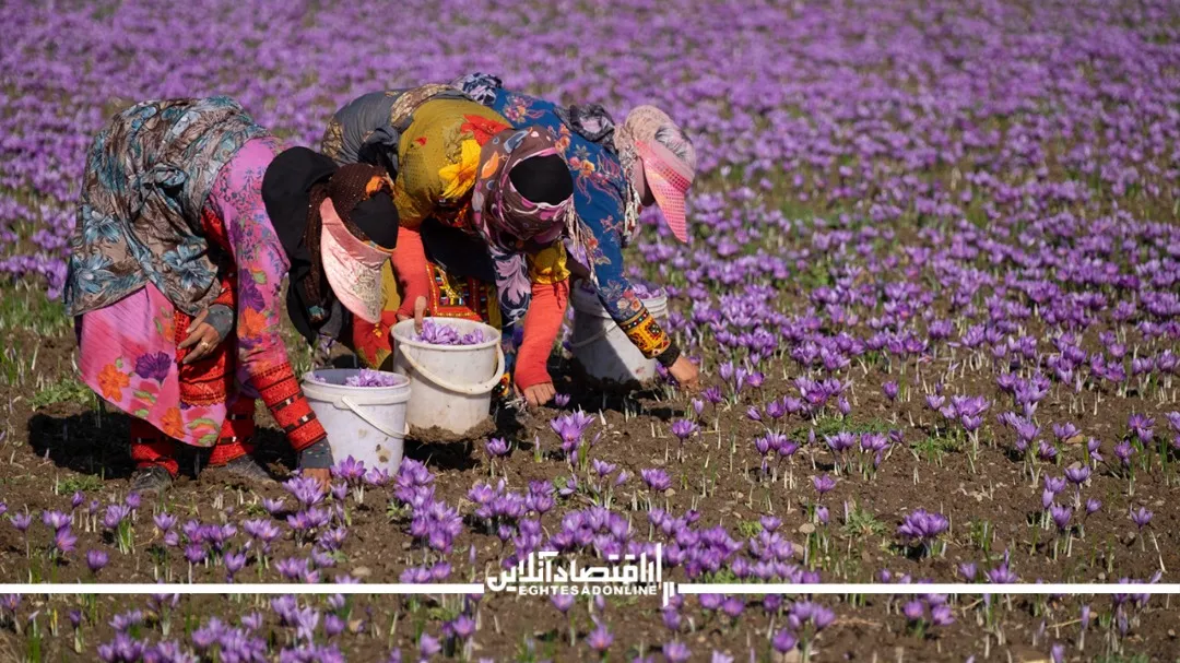 معضلی به نام زعفران اتو کشیده