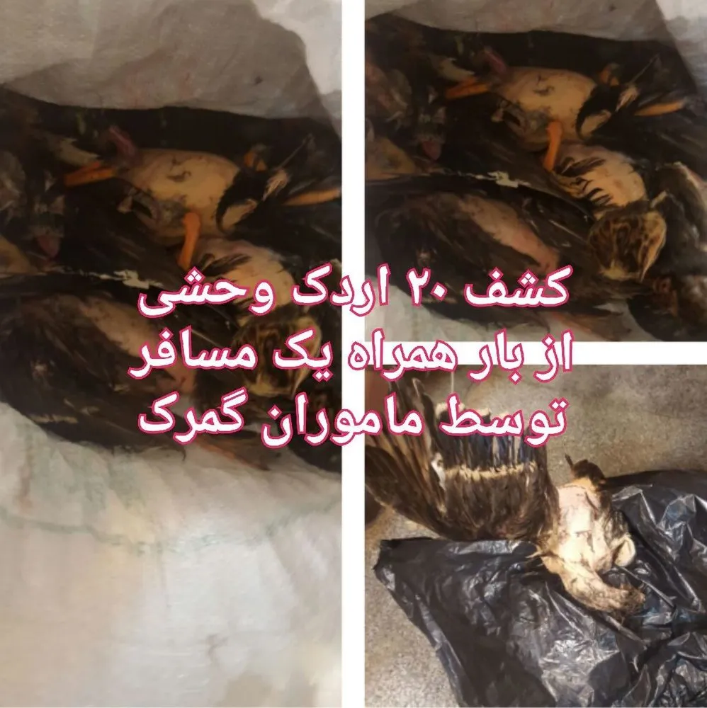 قاچاق اردک در گمرک شلمچه! +عکس