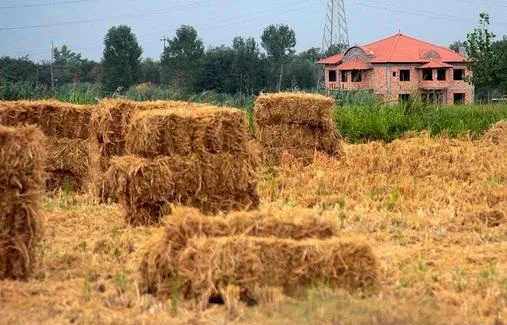 تغییر کاربری شتابان کشتزار‌های برنج!