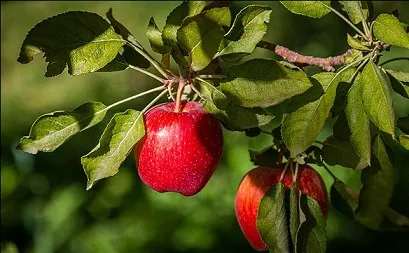 وجود بیش از حد سموم کشاورزی در 7 محصول