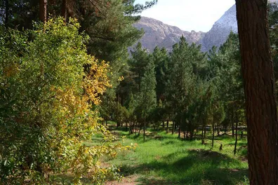 عملیات-نفس-گیر-پلیس-در-جنگل-های-تالش-سرنوشت-چهار-جوان-مفقود-چه-شد