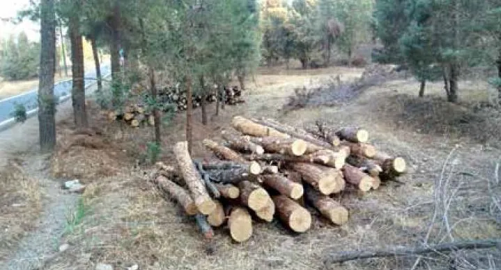 ۱۷۰۰ اصله درخت را در چیتگر  قطع کردیم