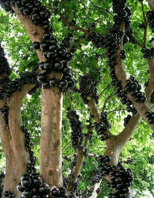 درختی که تنه اش میوه می‌دهد +عکس