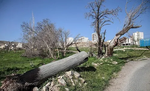 باغ‌هایی که به قیمت پایین فروخته می‌شوند