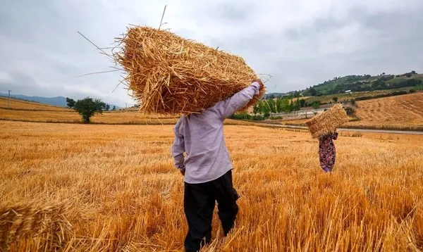 ۱۵ مرحله‌ برای دریافت وام اشتغال روستایی