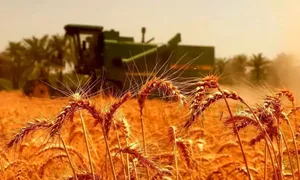 واقعی‌سازی قیمت گندم امروز بررسی می‌شود / قیمت گندم افزایش می‌یابد؟
