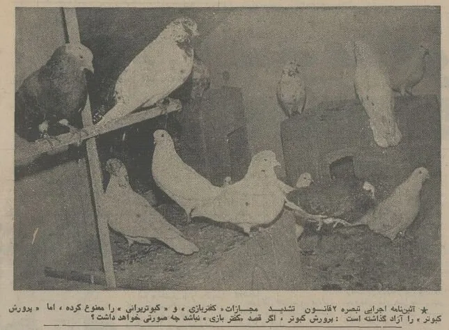 6 6