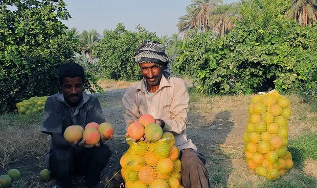 مزد کارگر میوه چین روزانه۳۹هزار تومان
